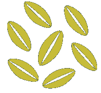 WebRICE grains logo